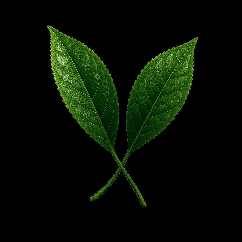 L-Theanine (Green Tea)