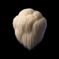 Lion's Mane